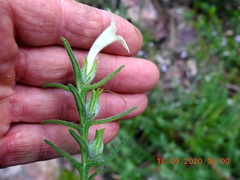 Chloanthes stoechadis