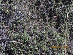 Rhamnus saxatilis