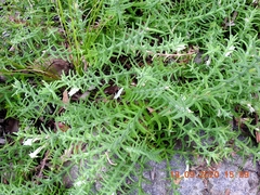 Chloanthes stoechadis