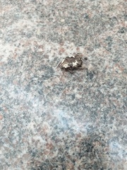 Protaetia aurichalcea