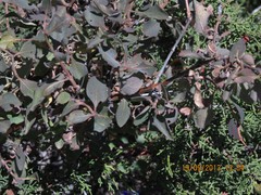 Cotoneaster tomentosus