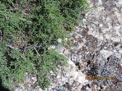 Juniperus phoenicea