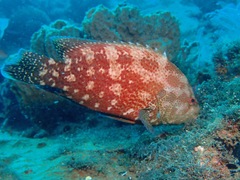 Cephalopholis sonnerati