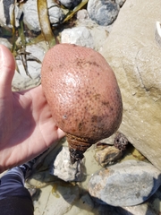 Gynandrocarpa placenta