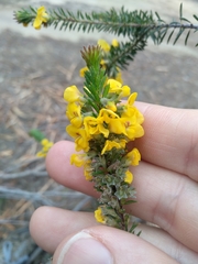Dillwynia floribunda