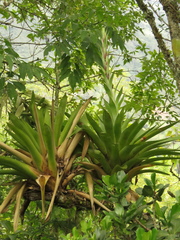 Tillandsia fendleri