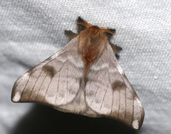 Hylesia metabus