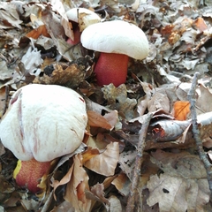 Rubroboletus