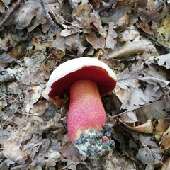 Rubroboletus