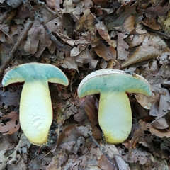 Rubroboletus