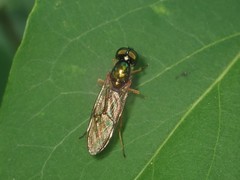 Sargus bipunctatus