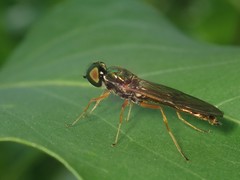 Sargus bipunctatus