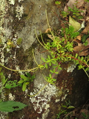Peperomia galioides