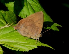 Amblypodia anita