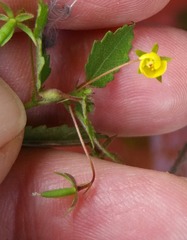Corchoropsis crenata hupehensis