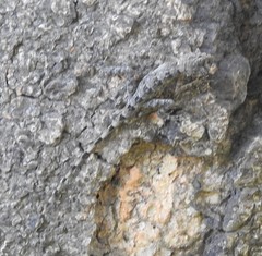 Sitana