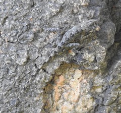 Sitana