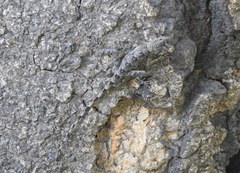 Sitana