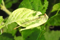 Ceriagrion coromandelianum