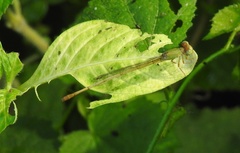 Ceriagrion coromandelianum