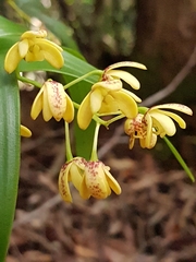 Dendrobium gracilicaule