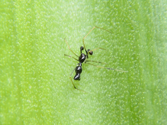 Coleosoma