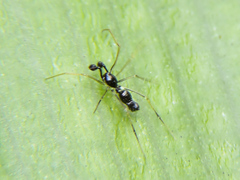 Coleosoma