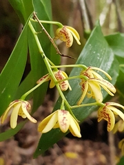 Dendrobium gracilicaule