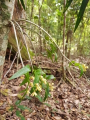 Dendrobium gracilicaule