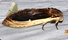 Truncaptera gigantea