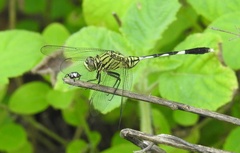 Orthetrum sabina