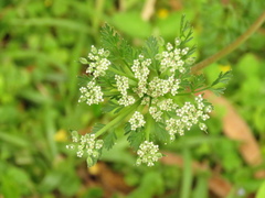 Daucus montanus