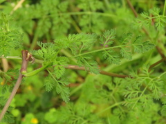 Daucus montanus