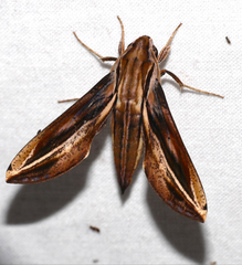 Xylophanes thyelia