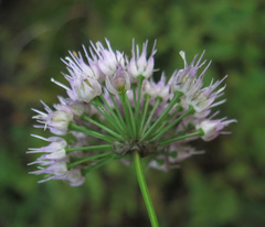 Allium senescens