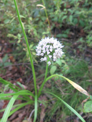 Allium senescens