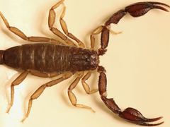 Pseudouroctonus reddelli