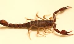 Pseudouroctonus reddelli