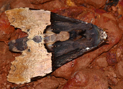 Nystalea severina