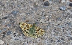 Muschampia lavatherae