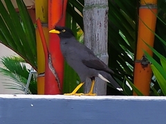 Acridotheres javanicus