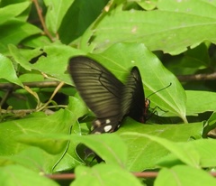 Pachliopta aristolochiae