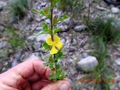 Hibbertia diffusa