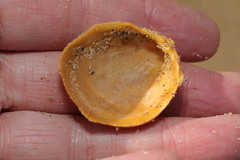 Laevicardium crassum