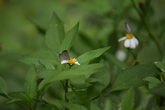 Pseudozizeeria maha okinawana