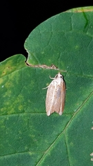 Acleris variana