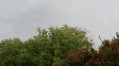 Ictinia mississippiensis