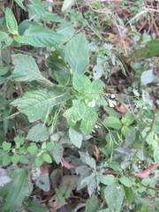 Impatiens parviflora