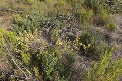 Hermannia salviifolia