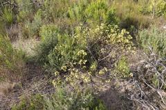 Hermannia salviifolia